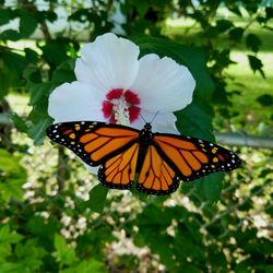 Close-up of butterfly pollinating on flower