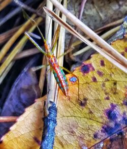 Close-up of insect