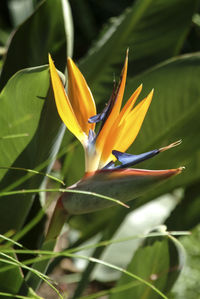 Close-up of flowering plant