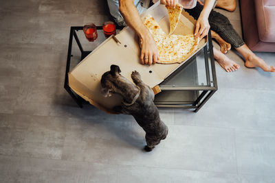 Man and woman eating pizza with their dog, french bulldog with golden chain licking box with food