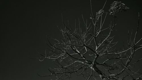 Low angle view of bare tree against sky