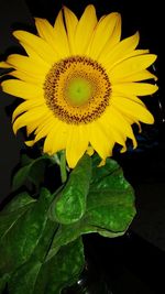 Close-up of sunflower against black background