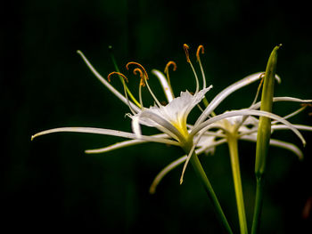 Close-up of white flowers