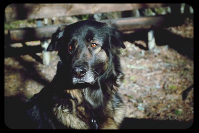 Close-up portrait of dog