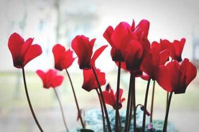 Close-up of red flower