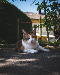 Portrait of cat sitting on sidewalk in city