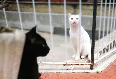 Cat sitting in a fence