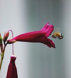 Close-up of pink flower against blurred background