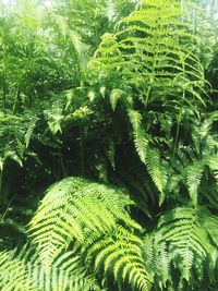 Plants growing on tree