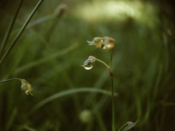 Close-up of raindrops on plant