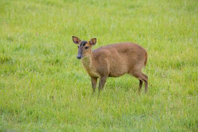 Portrait of sheep standing in field
