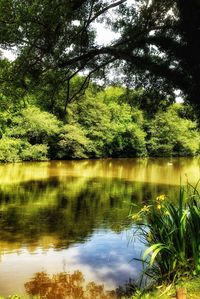 Reflection of trees in water