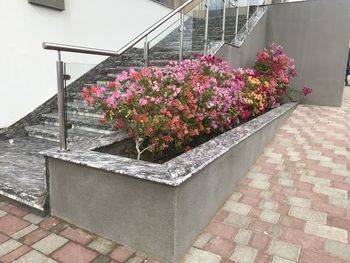 Pink flowering plants on footpath by building
