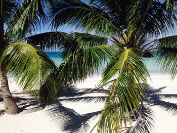 Palm trees against sky