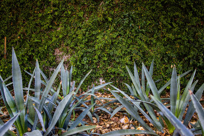 Close-up of plants growing on field