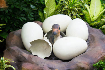Close-up of birds in nest