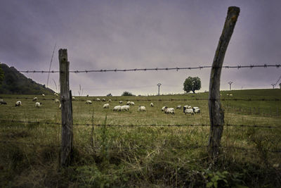 Scenic view of field seen through fence