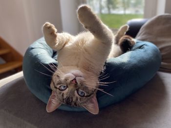 Close-up of cat lying on bed at home