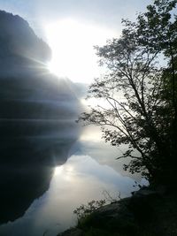 Sun shining through trees