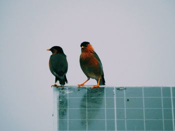 Low angle view of birds perching on solar panels against sky