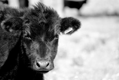 Close-up portrait of a cow