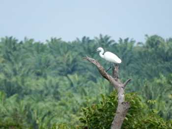 Great egret perching on tree against sky