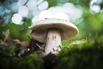 Close-up of mushroom growing on field