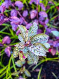 Close-up of purple flower