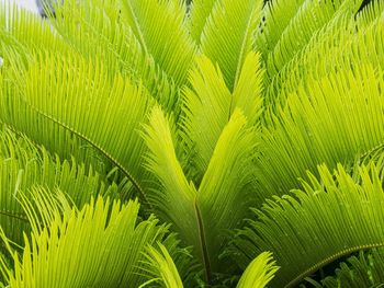 Full frame shot of green leaves