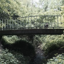 Reflection of trees in river