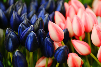 Close-up of purple tulips