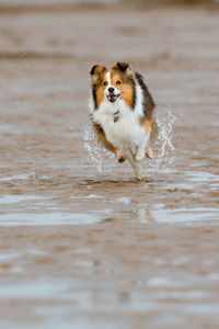 Dog running in water