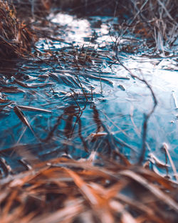 Close-up of frozen plants during winter