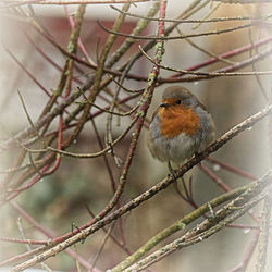 Close-up of bird perching on branch