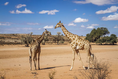 Giraffes on sand at desert