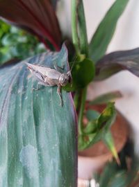 Close-up of spider on plant