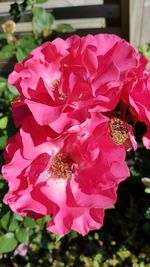 Close-up of pink roses