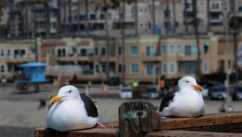 Seagulls perching on wooden railing in city