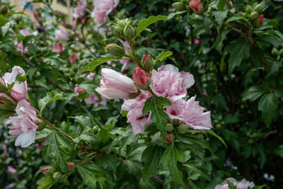 Close-up of pink flowering plant