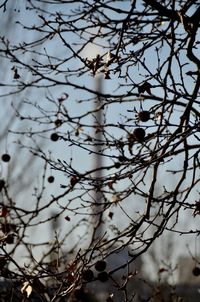 Low angle view of bird perching on branch