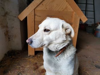 Close-up of a dog looking away