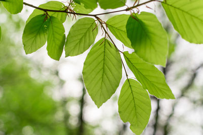 Close-up of tree branch