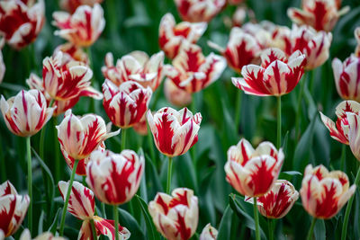 Close-up of red tulips in field