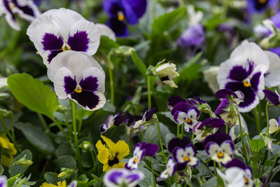 Close-up of purple flowering plants