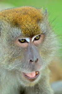 Close-up portrait of a monkey