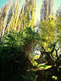 Trees growing in forest against sky