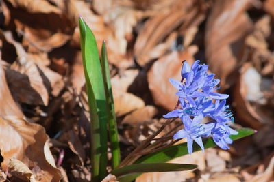 Close-up of purple flowering plant