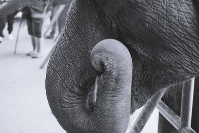 Close-up of elephant