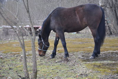 Horse standing in a field