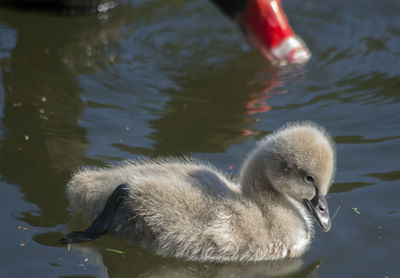 Baby on a black swan swimming in a lake
